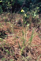 Ophrys apifera