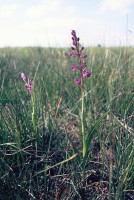 Anacamptis palustris subsp. dielsiana