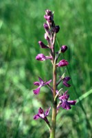 Anacamptis palustris subsp. dielsiana