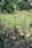 Ophrys cilicica