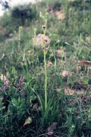 Ophrys schulzei