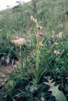 Ophrys schulzei