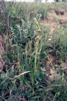 Ophrys schulzei