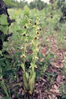 Ophrys bornmuelleri subsp. carduchorum