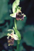 Ophrys bornmuelleri subsp. carduchorum