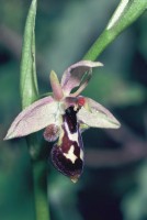 Ophrys cilicica