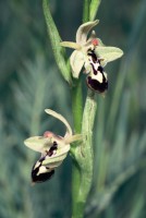 Ophrys cilicica