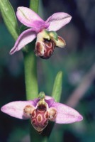 Ophrys schulzei