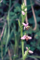 Ophrys schulzei