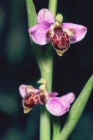 Ophrys schulzei