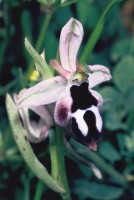 Ophrys straussii var. leucotaenia