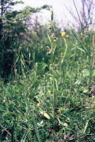 Ophrys cilicica