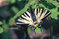 Iphiclides podalirius