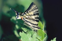 Iphiclides podalirius