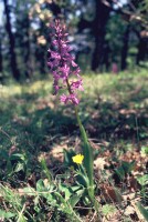 Orchis mascula subsp. pinetorum