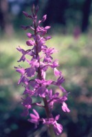 Orchis mascula subsp. pinetorum