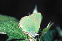 Callophrys rubi