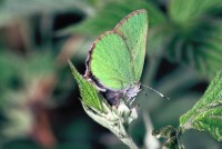 Callophrys rubi