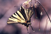 Iphiclides podalirius