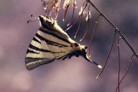 Iphiclides podalirius