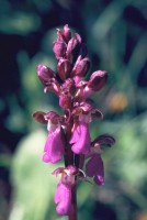 Orchis spitzelii