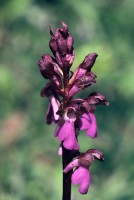 Orchis spitzelii