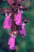 Orchis spitzelii