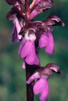 Orchis spitzelii