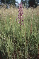 Anacamptis laxiflora