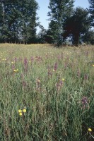 Anacamptis laxiflora