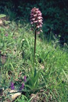 Orchis purpurea