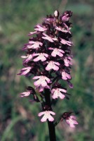 Orchis purpurea