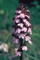 Orchis purpurea