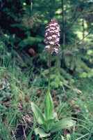 Orchis purpurea