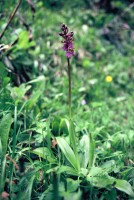 Orchis spitzelii