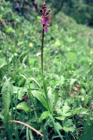 Orchis spitzelii