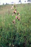 Ophrys apifera