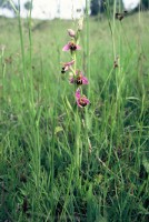 Ophrys apifera