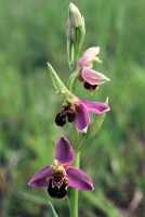 Ophrys apifera