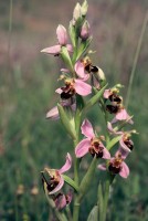 Ophrys apifera