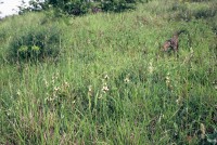 Ophrys apifera