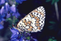 Melitaea cinxia