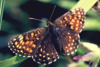 Melitaea diamina