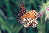 Melitaea diamina