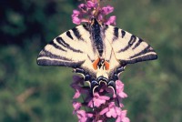 Iphiclides podalirius