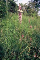 Iphiclides podalirius