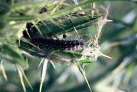 Vanessa cardui