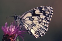 Melanargia galathea