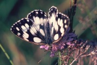 Melanargia galathea