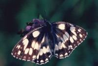 Melanargia galathea